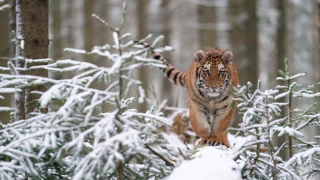 老虎在野外的冬天自然在积雪的树干上。危险的动物向摄像机走来。东北虎。视频素材