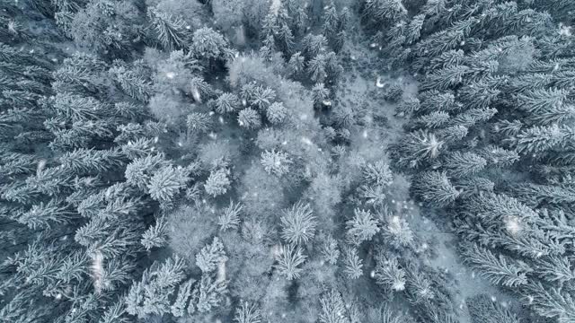空中从上到下拍摄的混合冬季森林在雪。白色的冰冻的树和飘落的雪花。壮丽的冬季自然景观视频下载