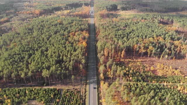 笔直的公路上有五颜六色的汽车和卡车在秋天的森林里。车路在秋木。美丽的秋天森林与绿色，红色和黄色的树木视频素材