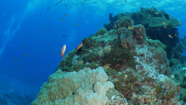 台湾，在海底珊瑚礁中成群游动的荷花鱼视频下载