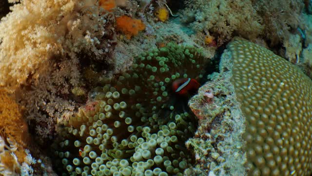 海葵鱼依偎在海底泡沫尖海葵，台湾视频下载