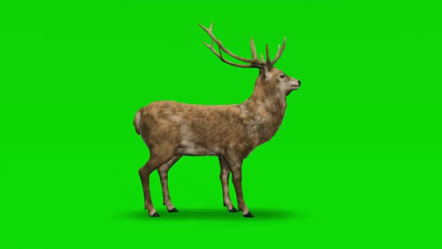 鹿在绿色屏幕上闲着。概念动物、野生动物、游戏、返校、3d动画、短视频、电影、卡通、有机、色度键、角色动画、设计元素、可循环视频下载