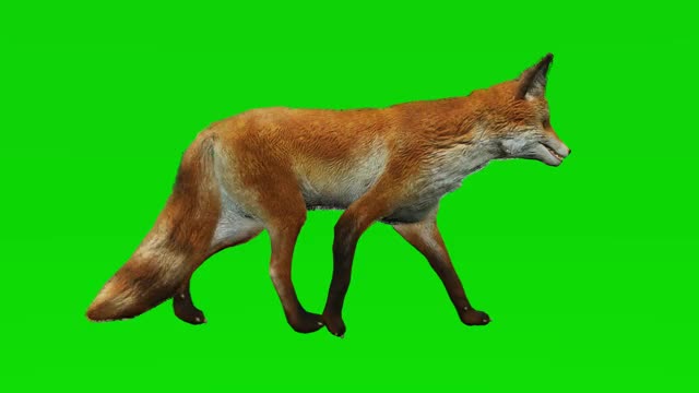 狐狸在绿色的屏幕上行走。概念动物、野生动物、游戏、返校、3d动画、短视频、电影、卡通、有机、色度键、角色动画、设计元素、可循环视频下载