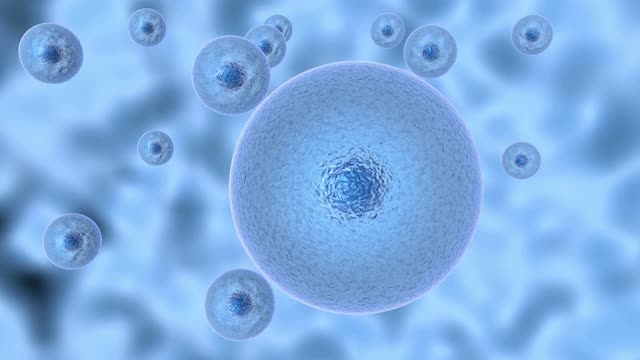 用冠状病毒感染活细胞过程的3D动画。COVID-19在活细胞内复制，然后离开人体细胞，导致细胞凋亡。视频下载