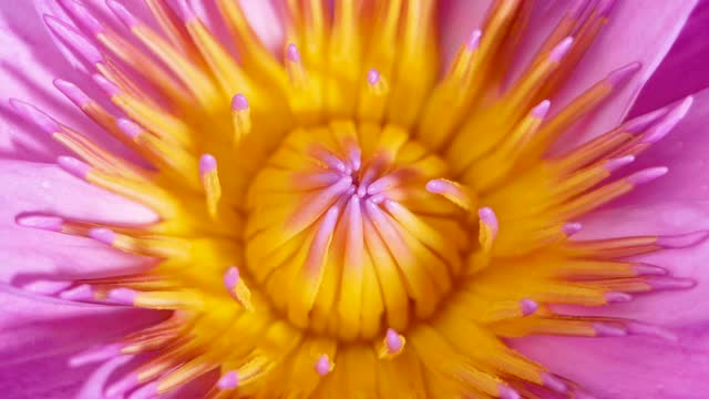 水滴落在黄色花粉上的特写与粉色莲花花瓣作为自然背景。视频下载