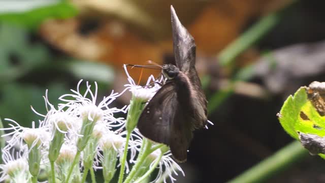 普通的野花上的小扁蝴蝶视频素材