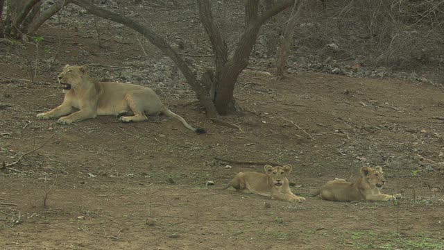 亚洲母狮和她的幼仔在树的区域视频素材