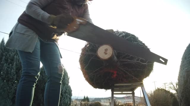 成熟的成年女性切割圣诞树树干4K系列视频视频素材