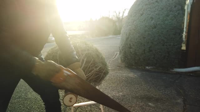 成熟的成年男性切割圣诞树树干4K系列视频视频下载