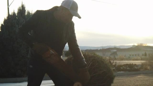 成熟的成年男性切割圣诞树树干4K系列视频视频素材