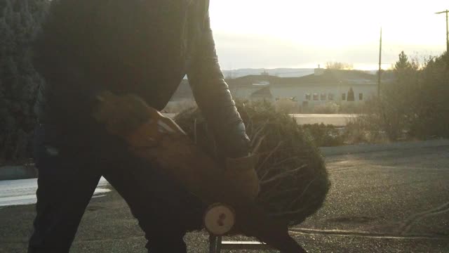 成熟的成年男性切割圣诞树树干4K系列视频视频下载