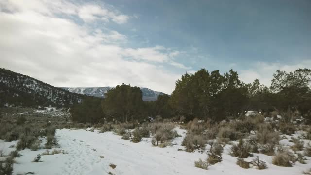 在野外的骡鹿在洛基山脉科罗拉多私人狩猎地户外冬季旅行4K视频系列视频下载