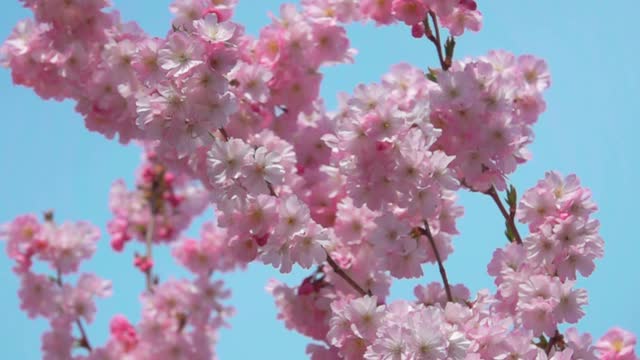 在一个阳光明媚的春天，风吹过樱花视频下载