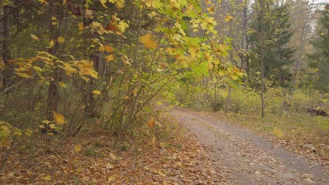 落叶在美丽的野秋林里，路上铺满了金黄的落叶。高质量的画面。视频素材