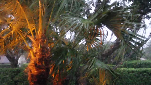 阴雨的天空，棕榈叶在风中飞舞视频下载