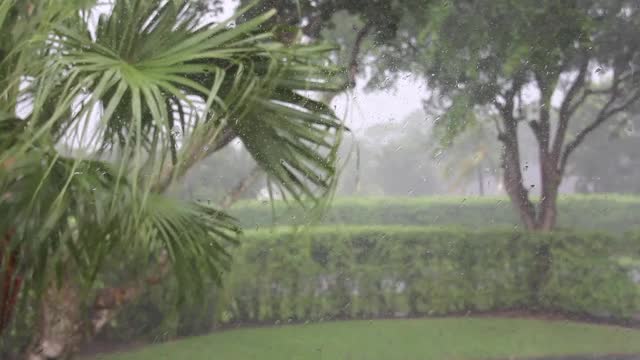 暴风雨中吹在风中的棕榈叶视频下载