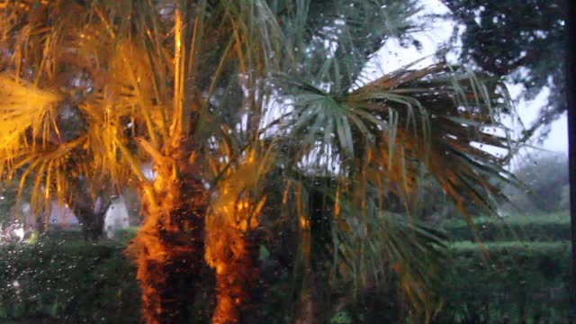 阴雨的天空，棕榈树在风中飘扬视频下载