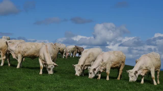 一群夏洛来奶牛在牧场上吃草视频下载