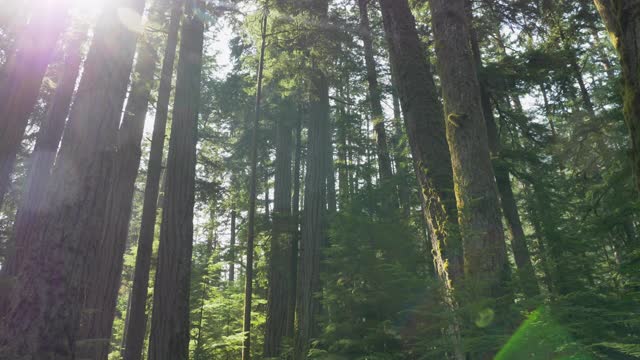 低角度，慢镜头，道格拉斯冷杉树与散焦，温哥华岛视频下载