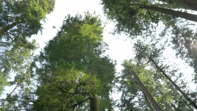 低角度，原生林树冠，温哥华岛视频素材