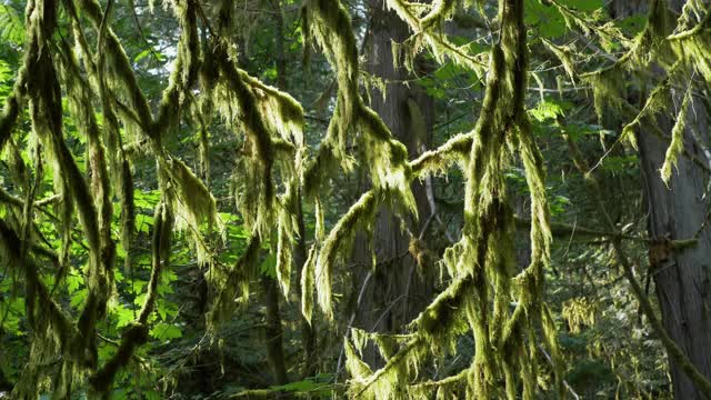 特写，慢镜头，温哥华岛古老森林里夏天的树叶视频素材