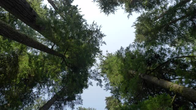 低角度，原生林树冠，温哥华岛视频素材