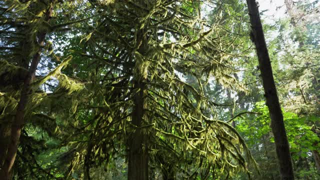 中，慢镜头，背光树在一个古老的森林，温哥华岛视频素材