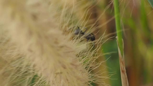 黑蚂蚁在野花上视频下载