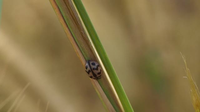 白尾草上的瓢虫视频素材