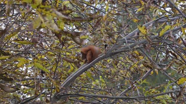 秋天来临时，松鼠正坐在树枝上。视频素材