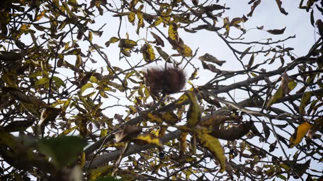 树叶间的松鼠坐在树枝上视频素材