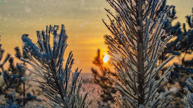 雪花飘落自然森林树木景观白色阳光冬日心情。光和明亮的雪寒冷的时间，视频循环，cinemagraph。视频循环视频下载