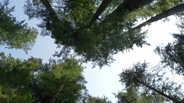 低角度，原生林树冠，温哥华岛视频下载
