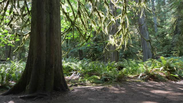 中，慢镜头，道格拉斯冷杉树干在一个古老的森林，温哥华岛视频下载