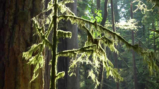 特写，慢镜头，温哥华岛古老森林里覆盖着苔藓的树视频素材