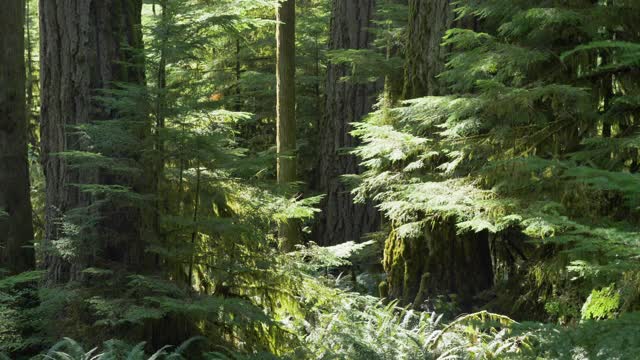 中，慢镜头，夏季原始森林，温哥华岛视频素材