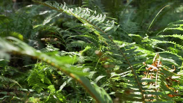 特写慢镜头，巨大的阳光蕨，温哥华岛视频素材