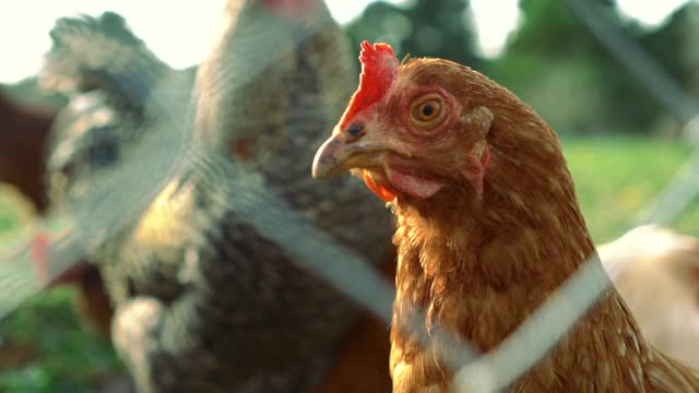 放养鸡看摄像头背后的铁丝网- 4K和音频可用视频下载