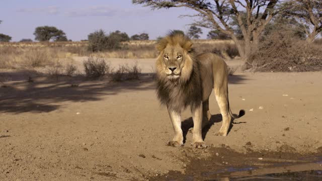 大的非洲狮子视频下载