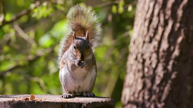 灰松鼠吃坚果，斯卡伯勒，北约克郡，英格兰视频下载