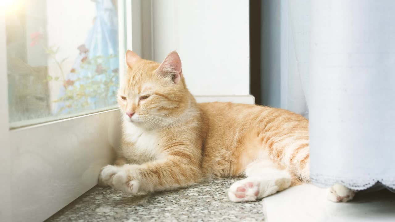 近距离聚焦的一只黄毛英国猫正在窗前放松视频素材
