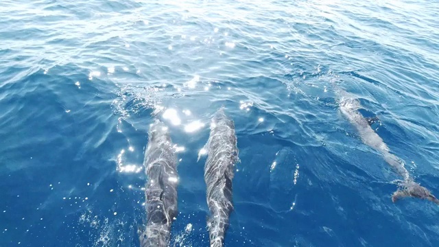 一群海豚在海里游泳视频下载