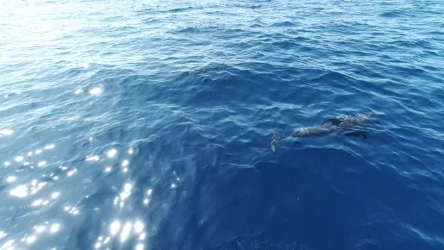 一群海豚在海里游泳视频素材
