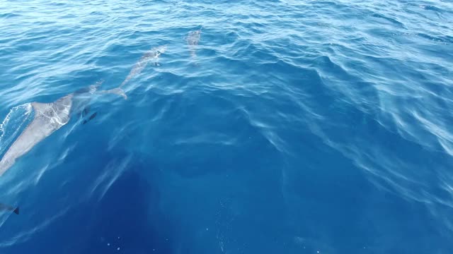 一群海豚在海里游泳视频素材