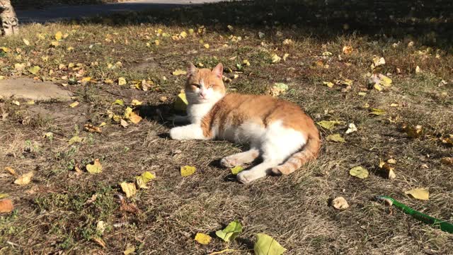 无家可归的猫躺在秋天的落叶上。视频素材