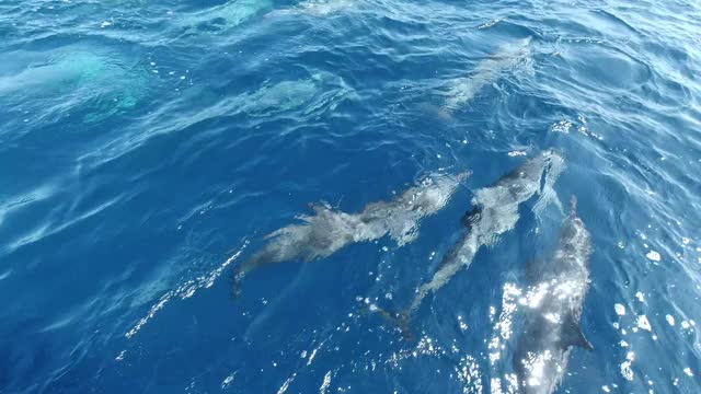 一群海豚在海里游泳视频下载