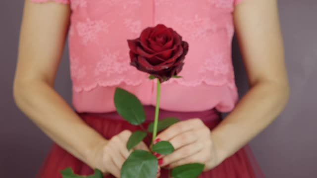 近距离看，女人捧着一朵红玫瑰。女性的手露出红色的玫瑰花，走向镜头。生日或情人节的节日礼物视频素材