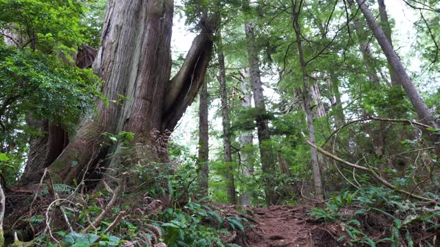 中等，慢镜头，古老的生长森林米尔斯岛，不列颠哥伦比亚省视频下载