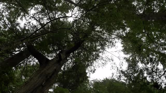 低角度，慢镜头，古老的生长森林树冠，米尔斯岛，不列颠哥伦比亚省视频下载
