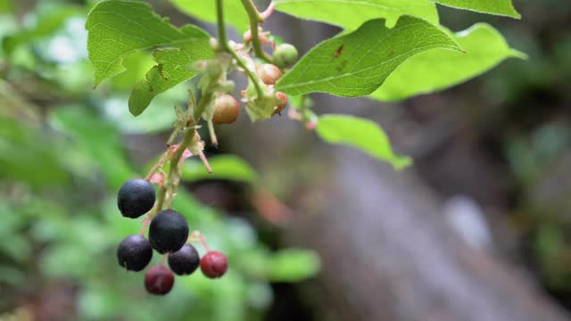 近景，慢镜头，树枝上的浆果，米尔斯岛，不列颠哥伦比亚省视频下载